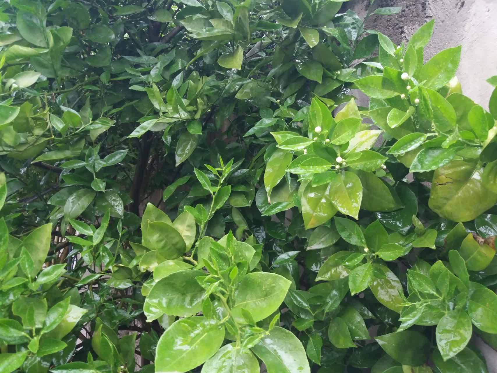 روستای پشت قلعه بهشت نهان استان ایلام + تصاویز