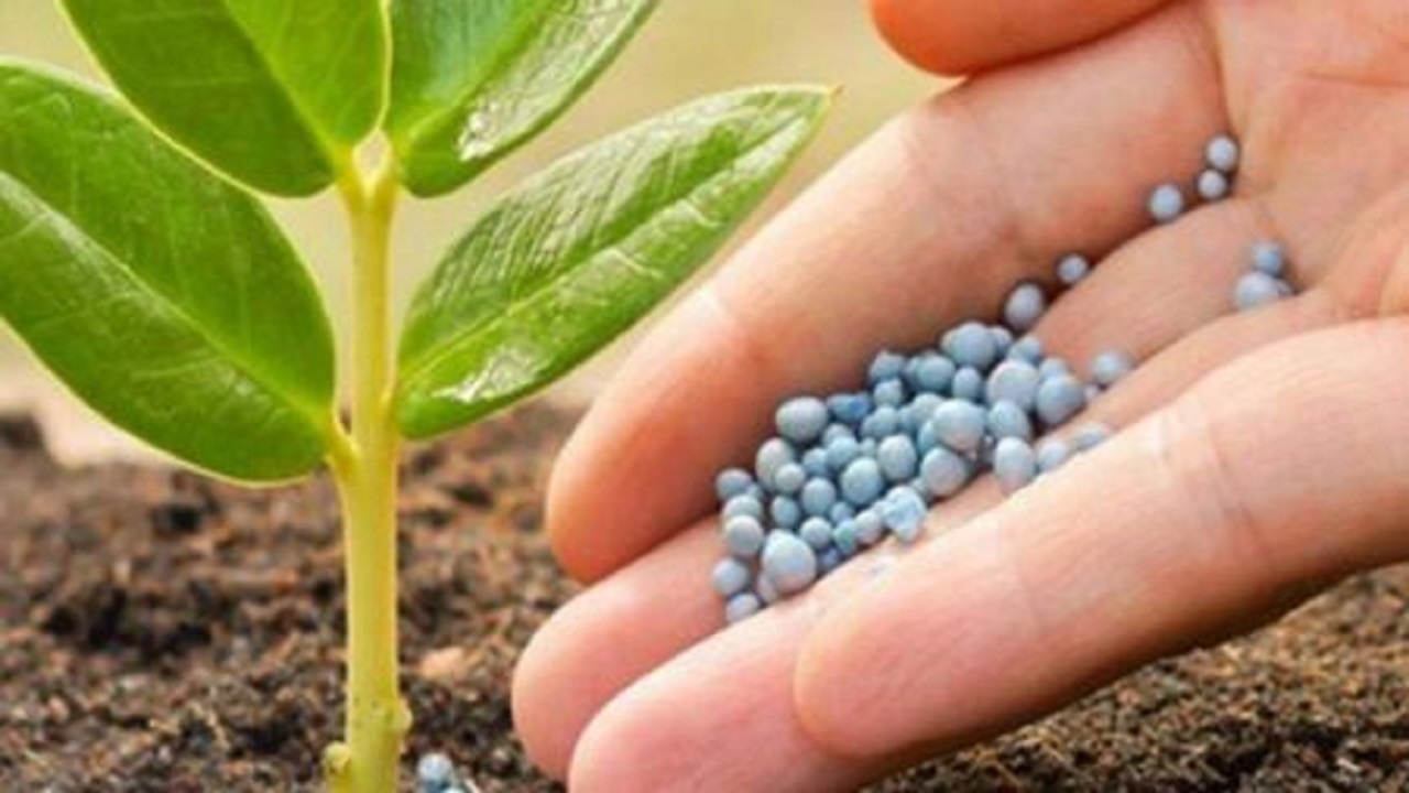 صدور بیش از ۲۳ هزار حواله الکترونیکی کود شیمیایی در قم