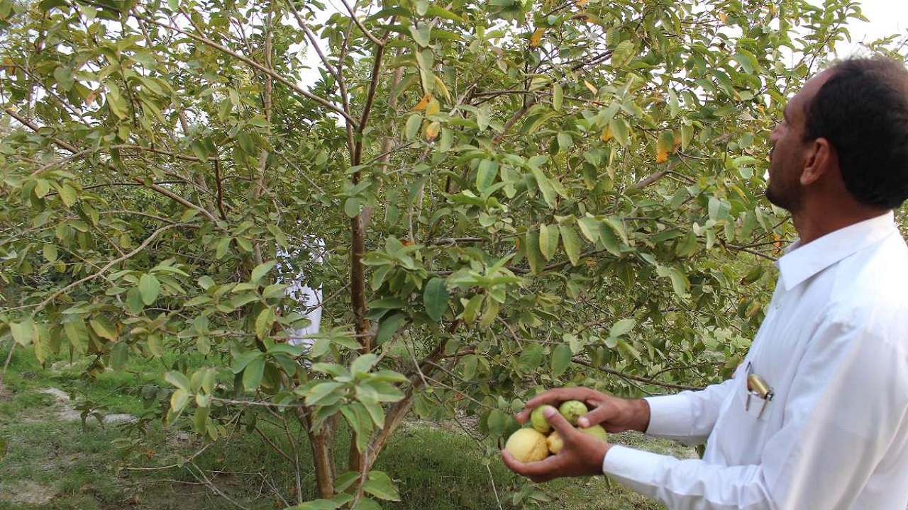 حدود چهار هزار تن میوه گرمسیری گواوا در سیستان و بلوچستان برداشت شد