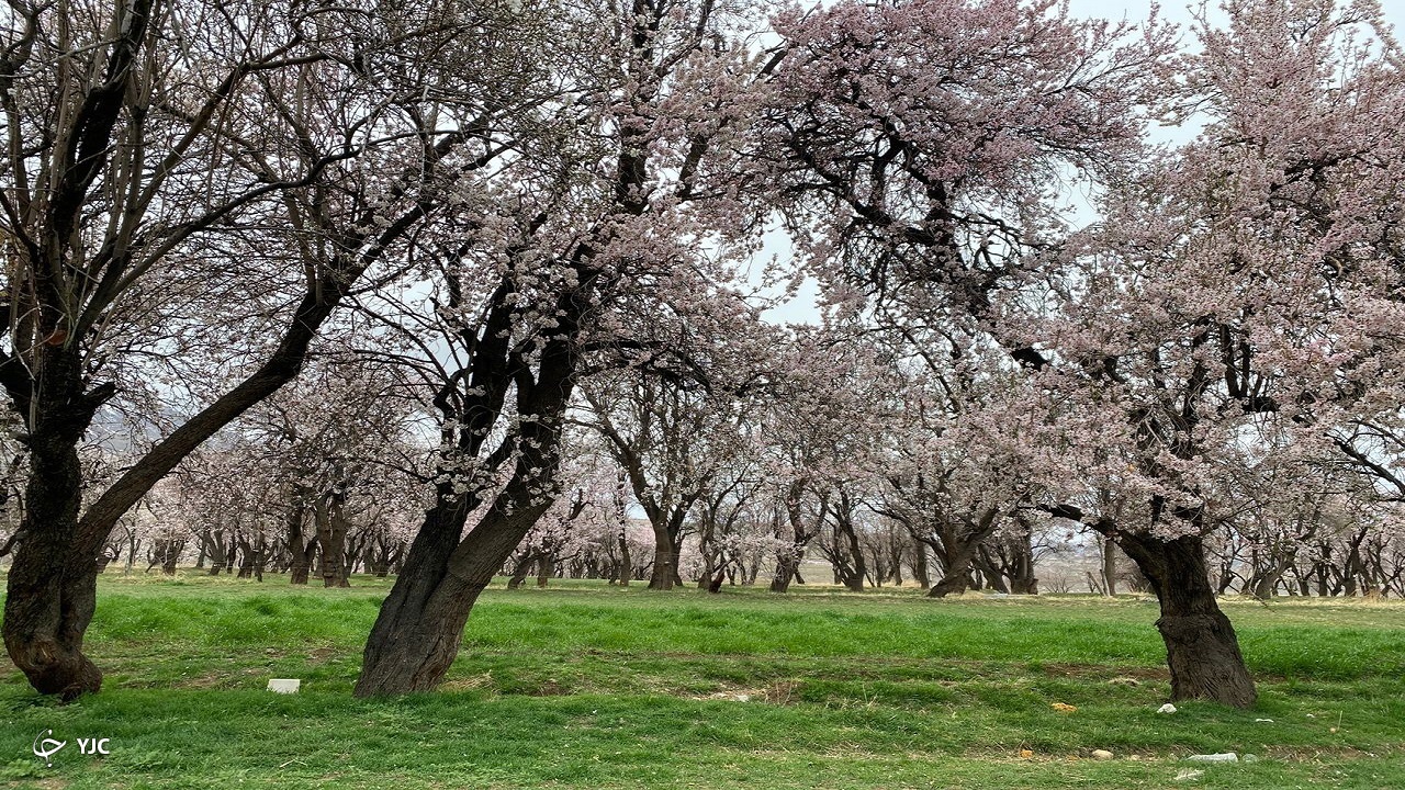شکوفه باران طبیعت سامان+ تصاویر