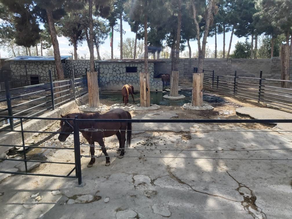 اسب در باغ وحش از
