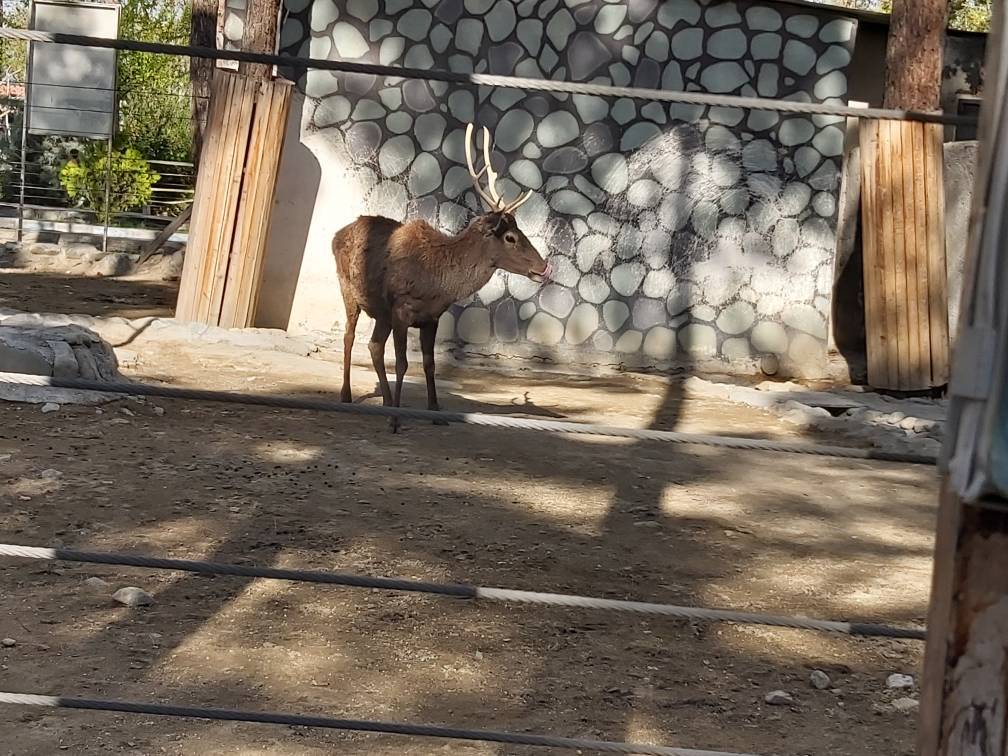 گوزن در باغ وحش ارم از