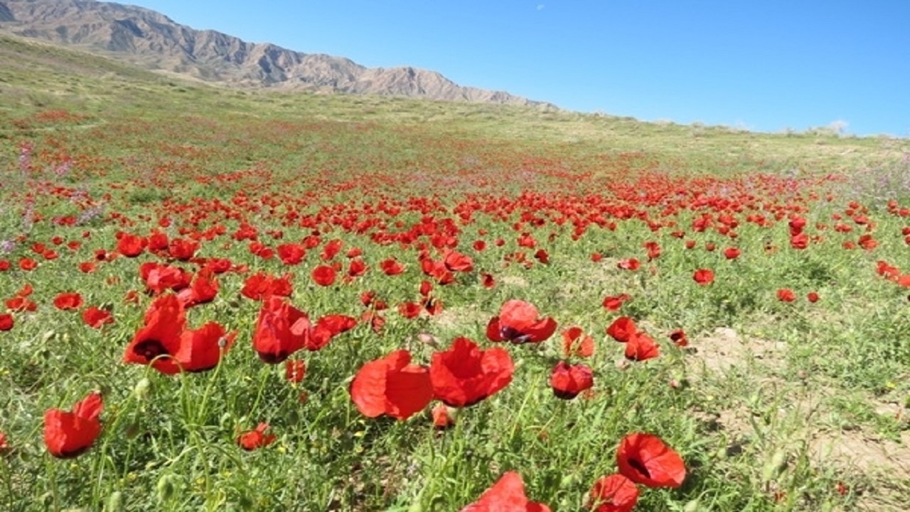 طبیعت رنگارنگ زیرکوه در قاب تصاویر شهروندخبرنگار