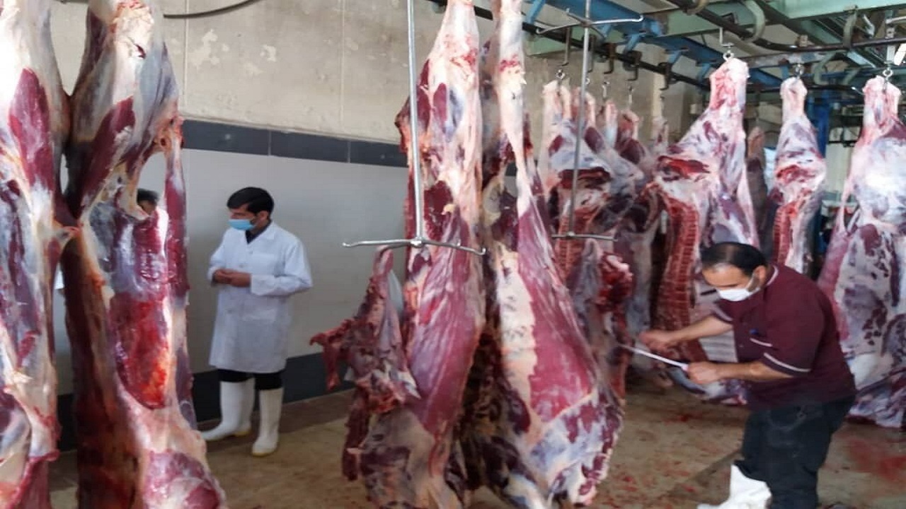گام عملی دولت سیزدهم برای خودکفایی گوشت قرمز بوشهر