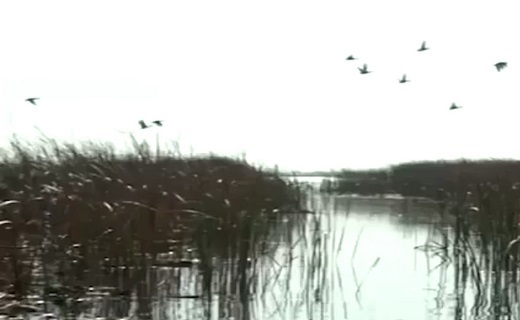 سفر بیش از ۳۰ هزار پرنده آبزی به گیلان