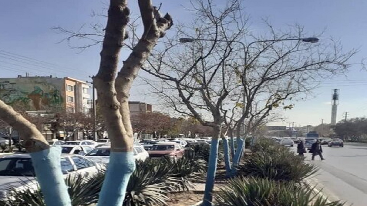 پوشاندن تنه ۲۷ هزار اصله درخت با خمیر بردو برای جلوگیری از آفات در مشهد