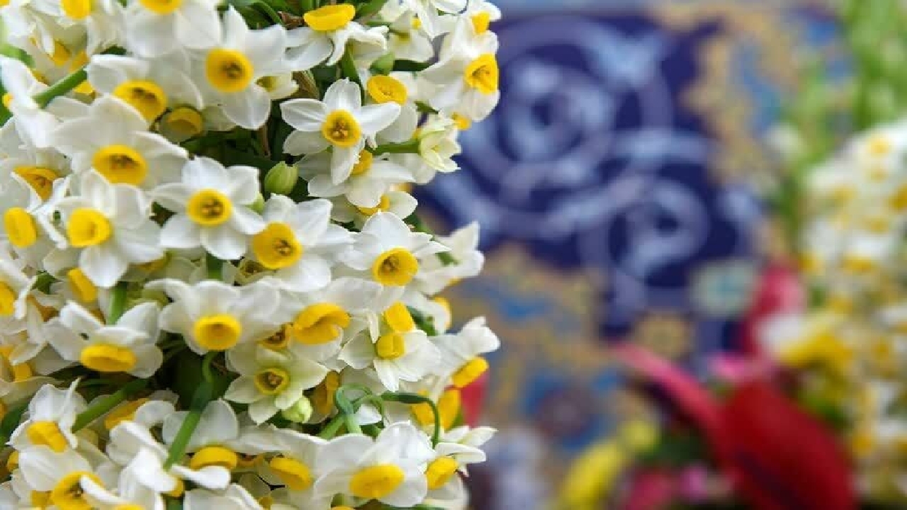 اهدای ۸ هزار شاخه گل نرگس بهبهان به حرم مطهر رضوی