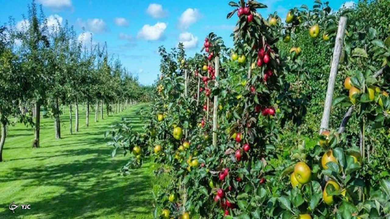 ۵ هزار و ۹۰۰ هکتار باغ در آذربایجان‌غربی شناسنامه‌دار شد
