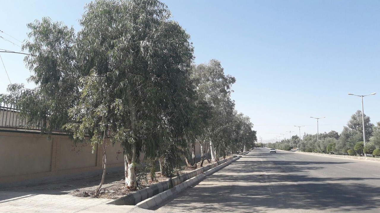 کاشت درخت اکالیپتوس در خوزستان به سرمایه‌گذاران پیشنهاد شود