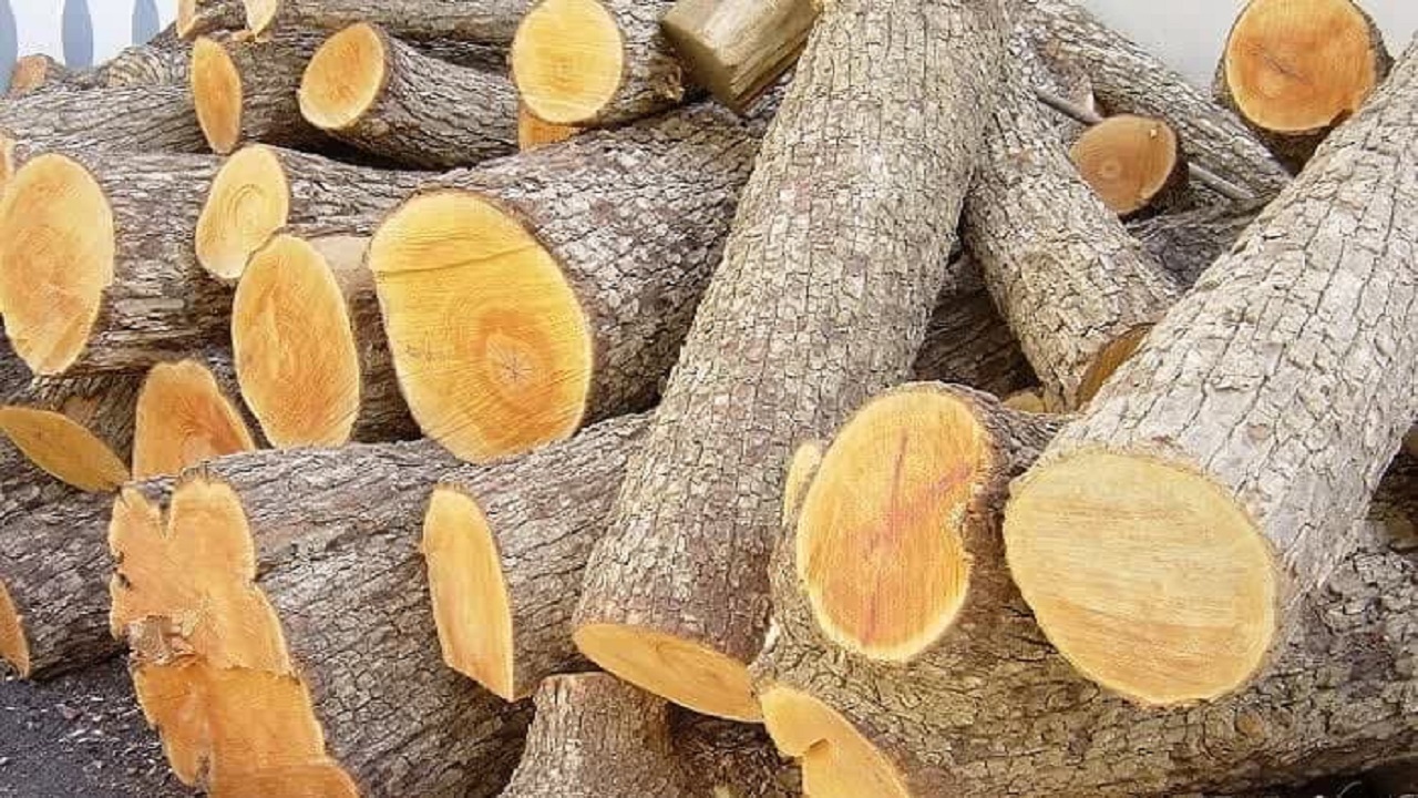 کشف هزار و ۵۰۰ کیلوگرم چوب قاچاق در آوج