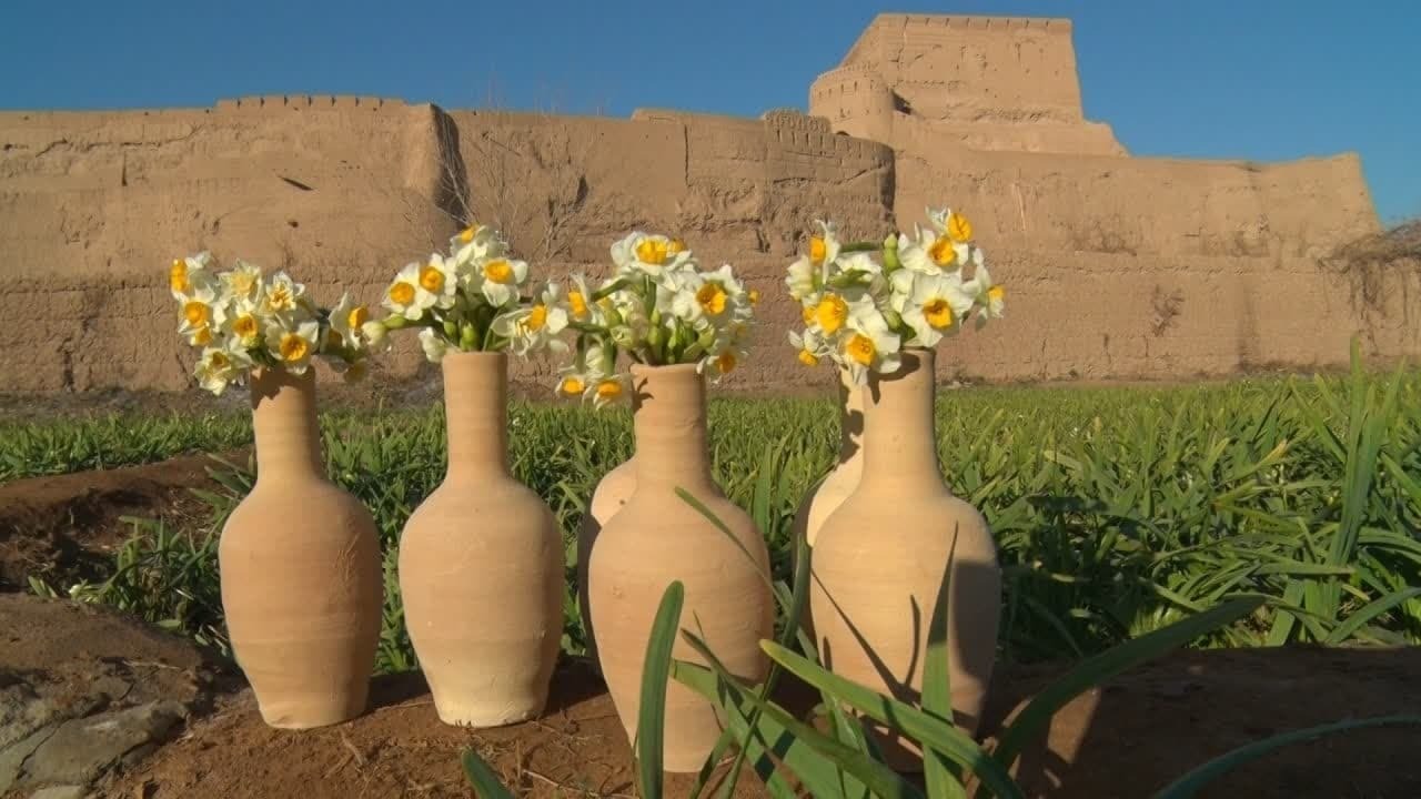عطر گل نرگس در میبد پیچید