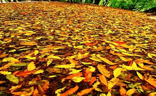 برگ های پاییزی
