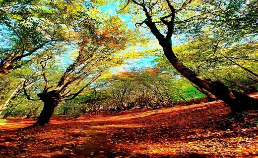 طبیعت جنگل