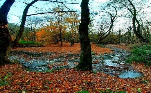 طبیعت پاییزی