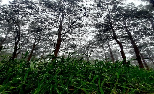 طبیعت گردی