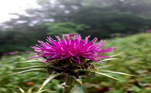 گل های طبیعی