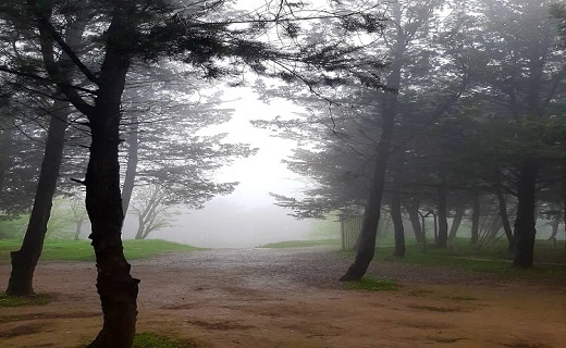 جنگل مه آلود