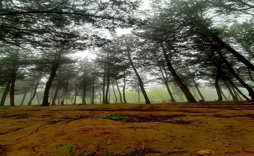 طبیعت جنگلی
