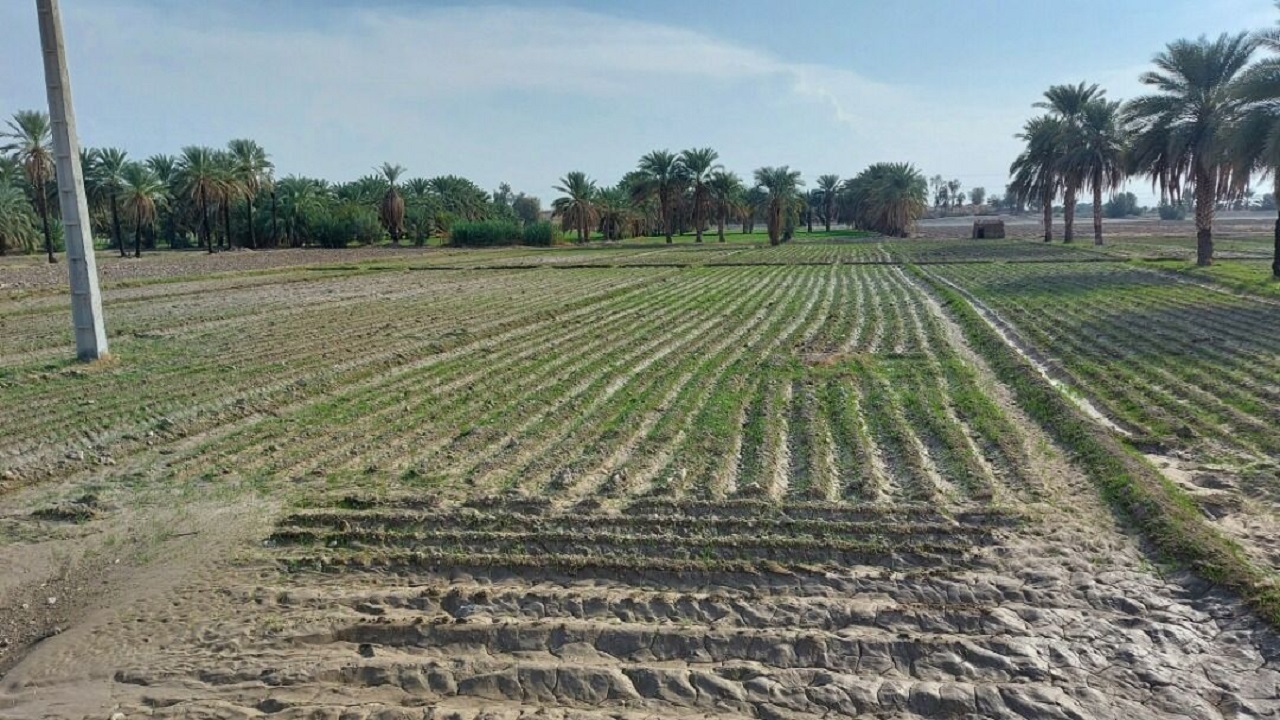 کشت  ۷۰۰ هکتار گندم و جو پاییزه در شهرستان گلشن