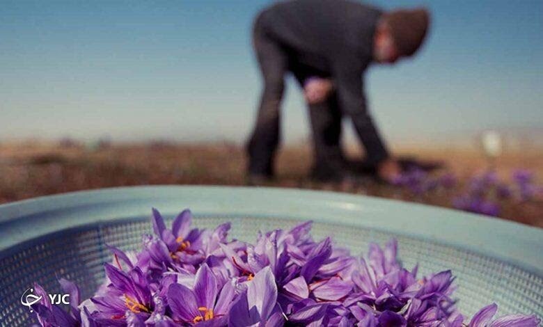 زعفران