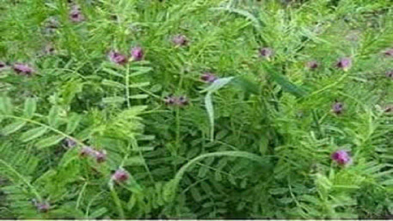 کشت خلر و ماشک در اراضی کشاورزی شهرستان البرز 