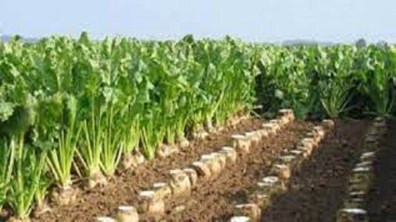 اختصاص ۵۰ هکتار از اراضی استان به کشت چغندر قند