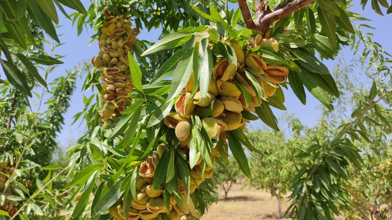 صادرات هزار و ۶۰۰ تن مغز بادام و بادام از چهارمحال و بختیاری
