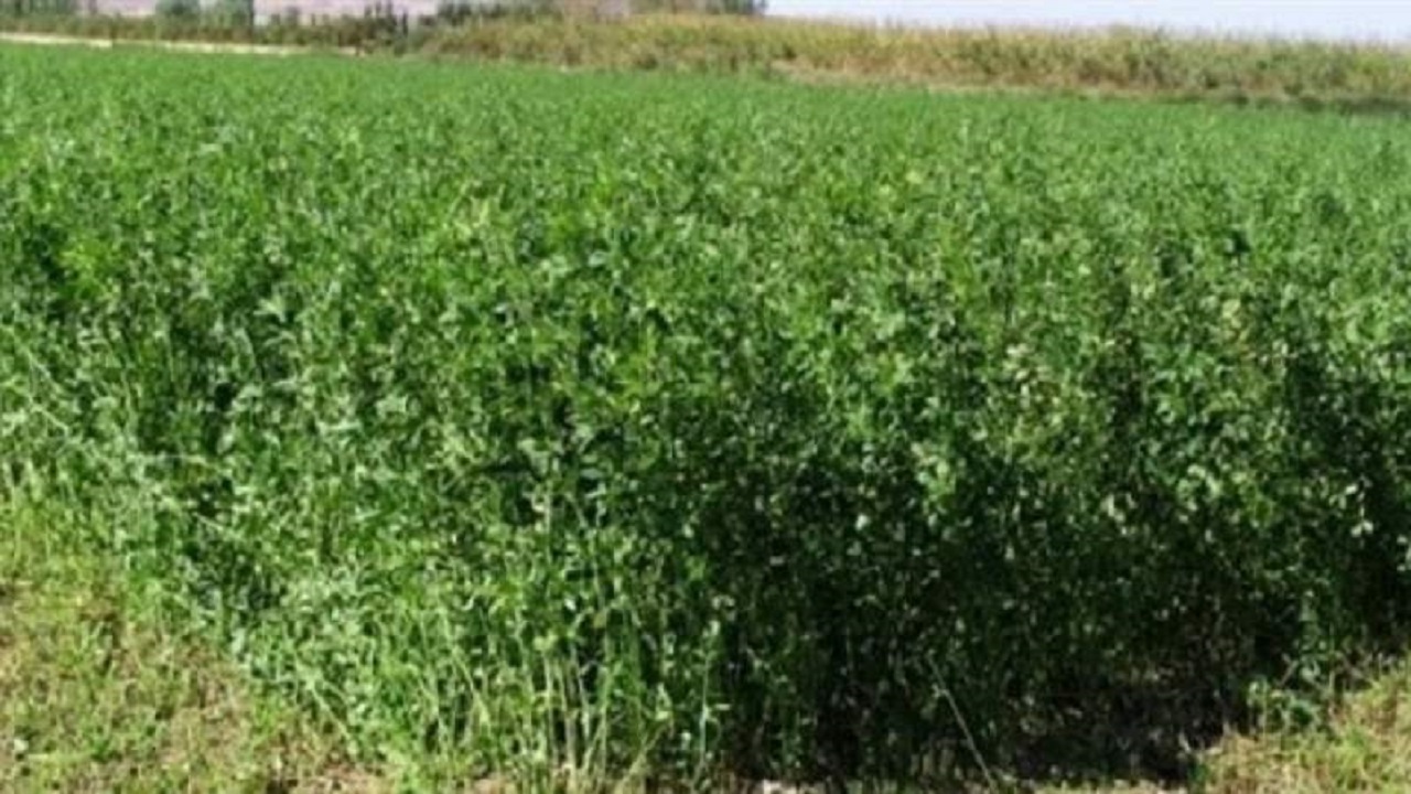 قصر قند قطب برداشت شبدر برسیم در سیستان و بلوچستان