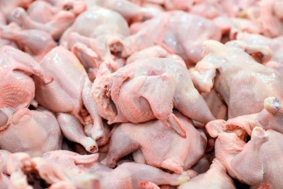 قاچاق به استان‌های همجوار علت کمبود گوشت مرغ در اردبیل است