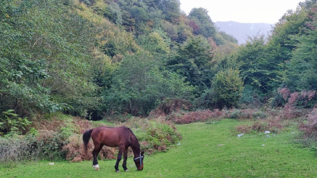 طبیعت سرسبز و زیبای چنگل هزار جریب