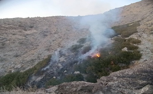 آتش سوزی درختان