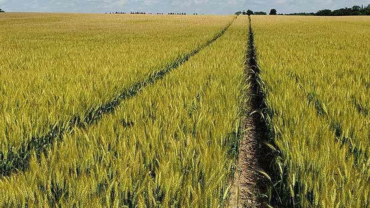بیش از ۱۰۰۰ هکتار از مزارع عنبرآباد زیر کشت گندم قرار گرفت