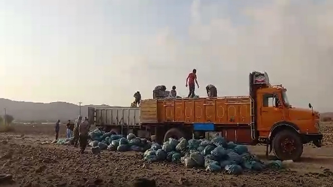 امحای خیار در روستا‌های شهرستان جیرفت به دلیل نداشتن خریدار + فیلم