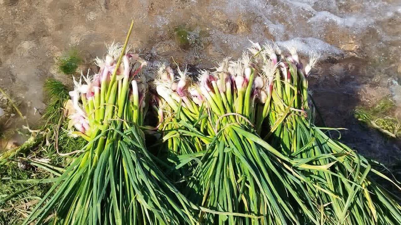 سیر سبز