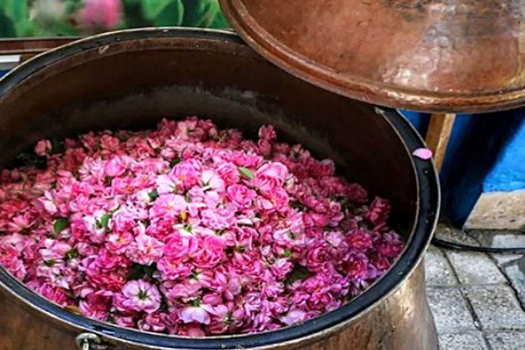 ثبت روز گل محمدی و گلاب در ضمیمه تقویم ملی کشور