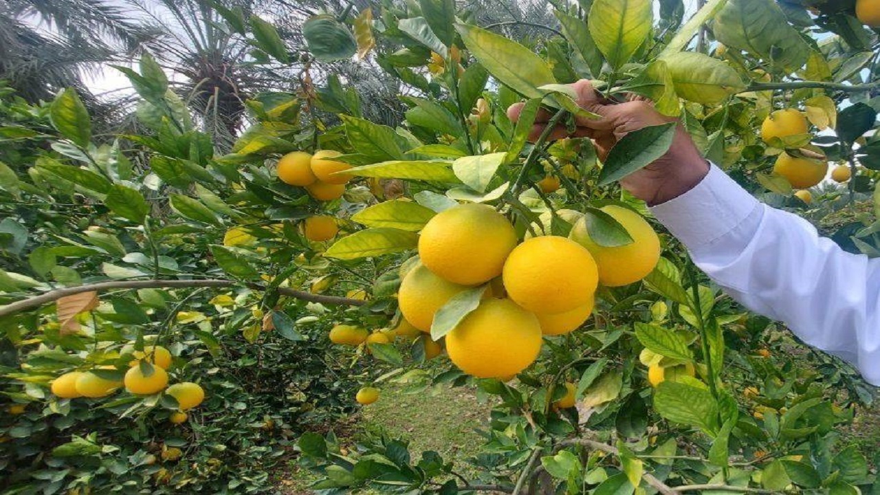 برداشت بیش از ۵ هزار تن مرکبات از باغات نیکشهر