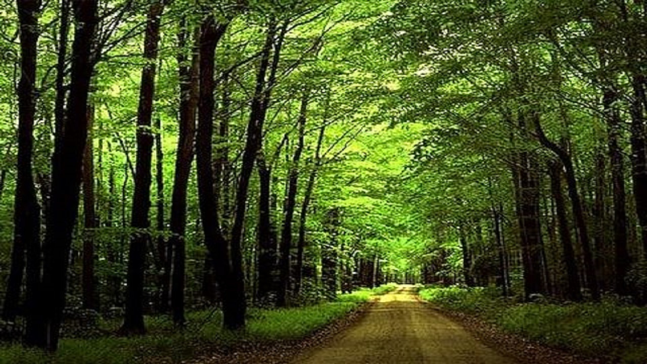 بیش از ۴۰ درصد ذخایر آبی ایران از جنگل‌ها به وجود می‌آید + فیلم