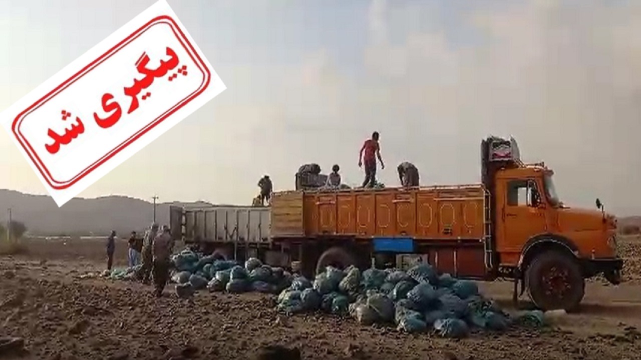 تعطیلی بازار‌های خارجی در کریسمس دلیل امحای خیار جیرفت شد