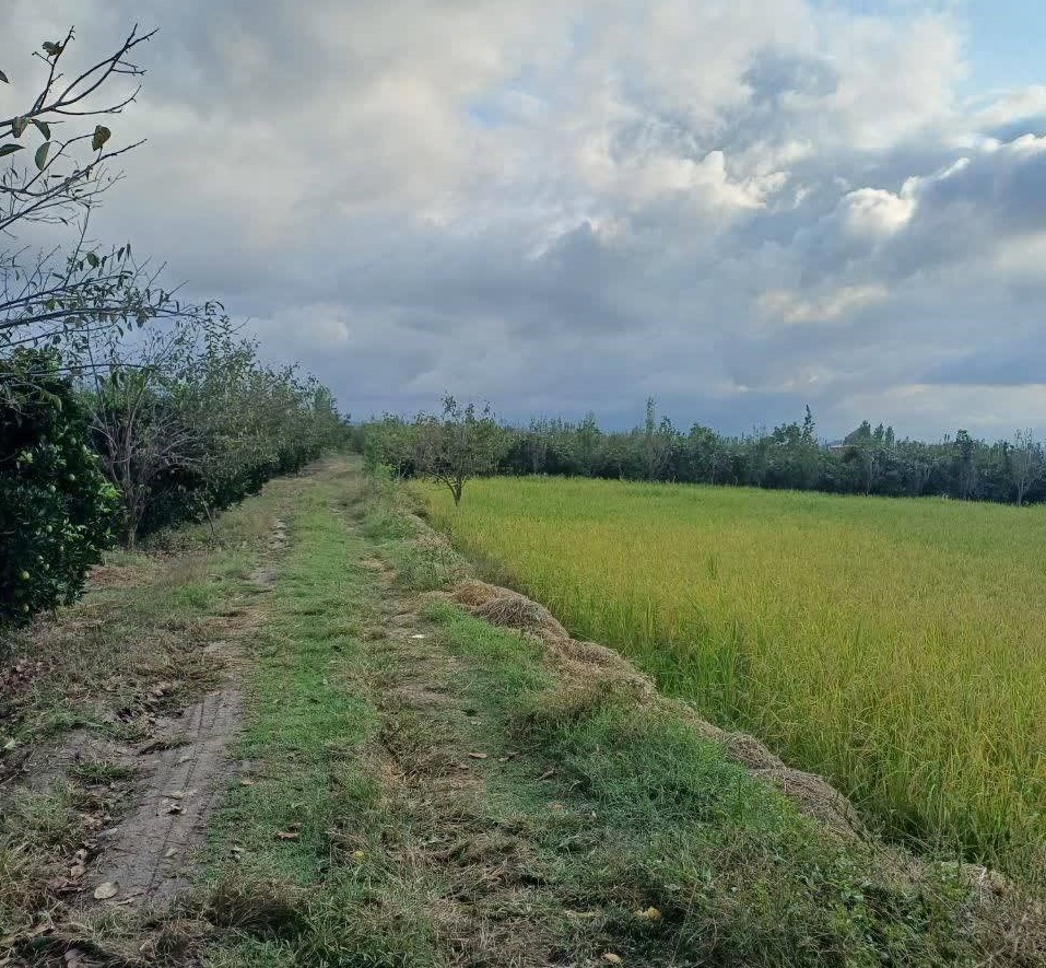 طبیعت