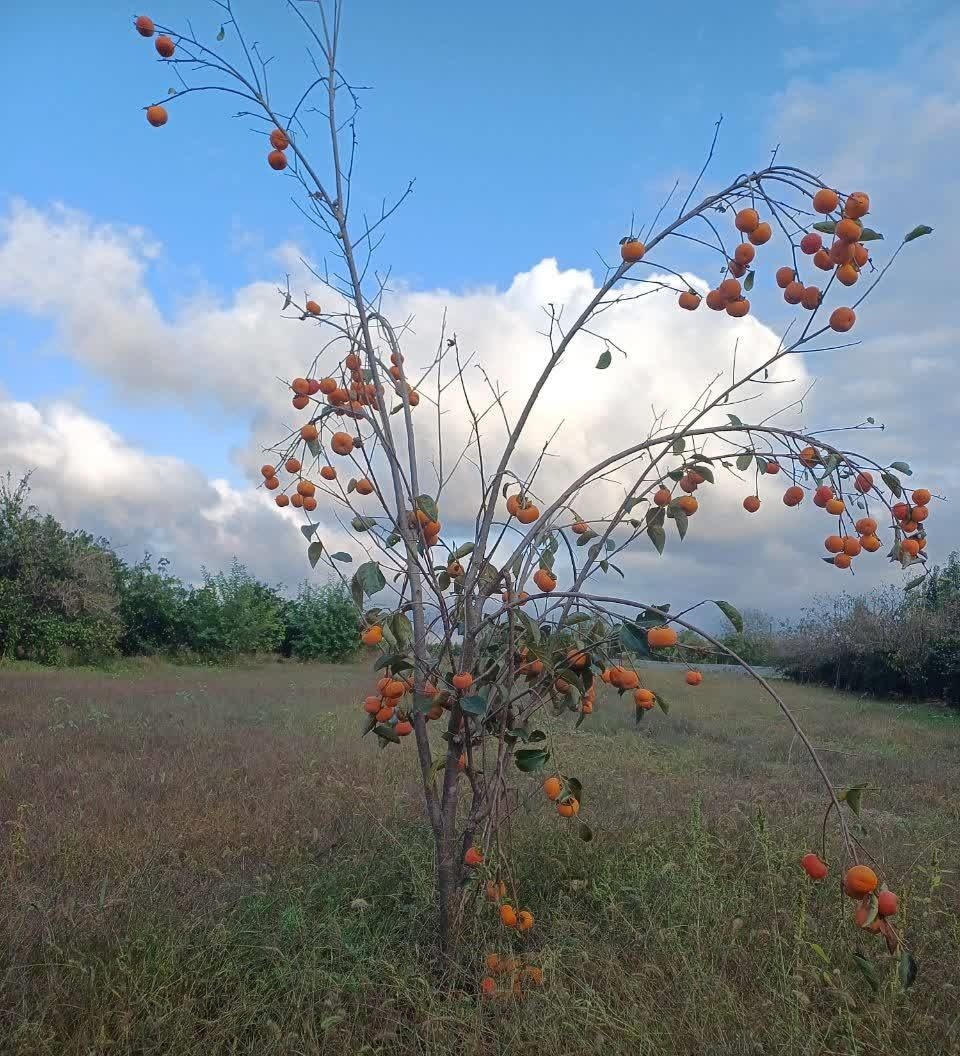 درخت