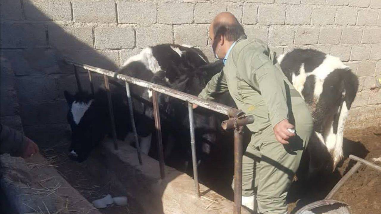 آغاز واکسیناسیون دام‌های سنگین روستایی و عشایری در شهرستان کرمان