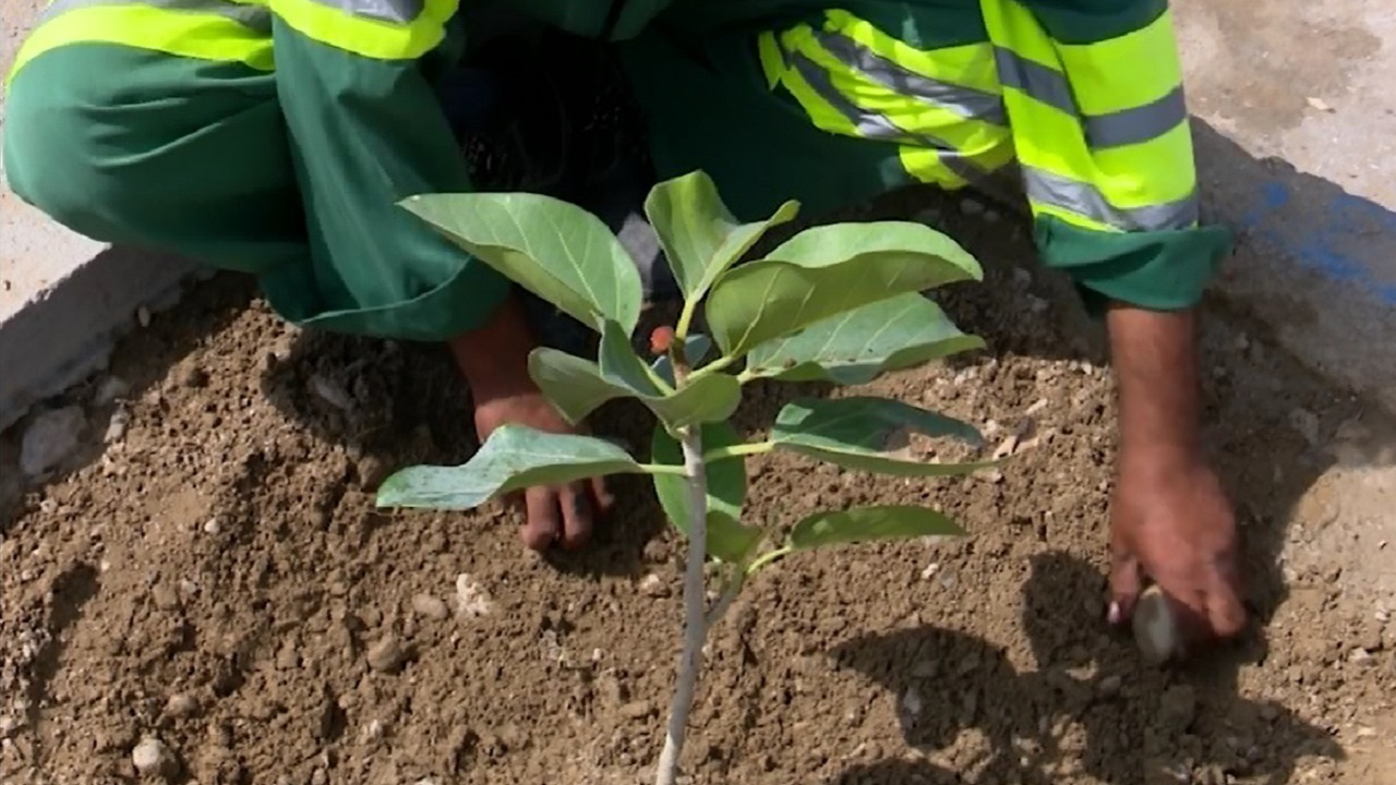 کاشت ۳۰ اصله نهال مثمر در قشم