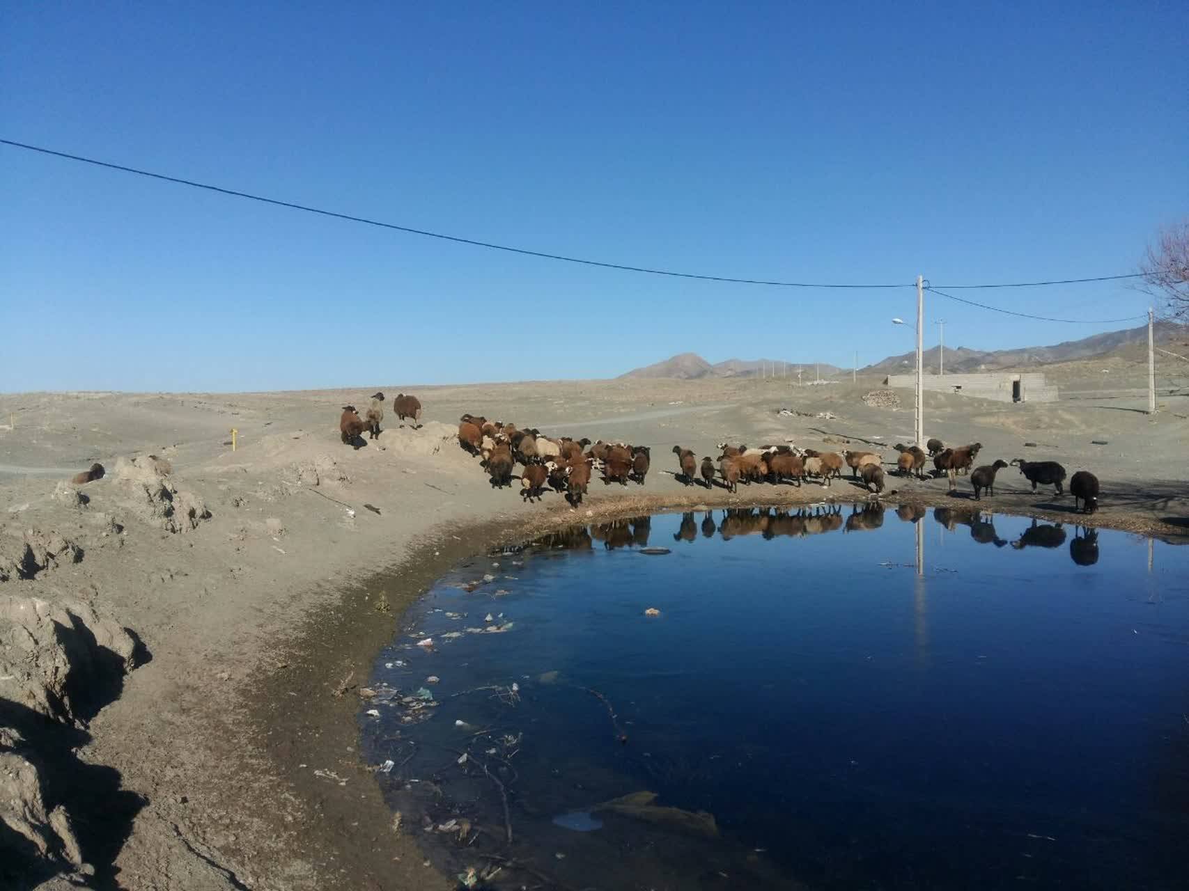 چرای گوسفندان