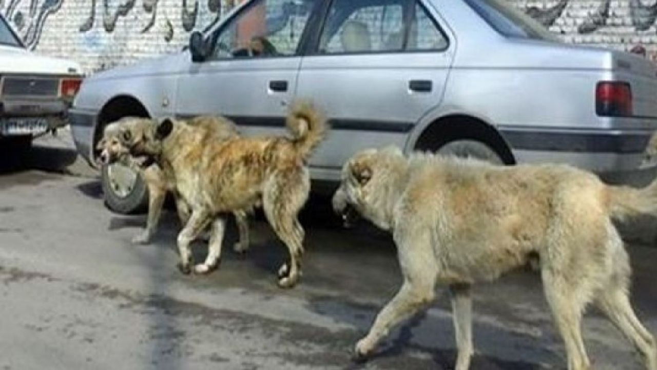 پشت پرده فعالیت حامیان تقلبی حیوانات بی‌صاحب