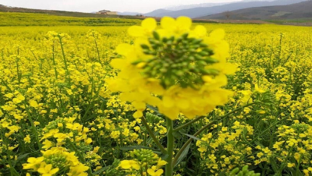 آغاز کاشت گیاه دارویی در بخش فین
