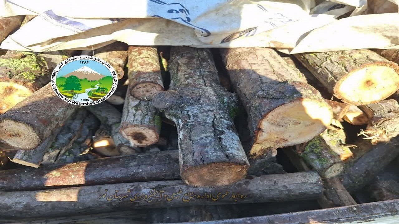 کشف و ضبط صنوبر قاچاق در شهرستان نور