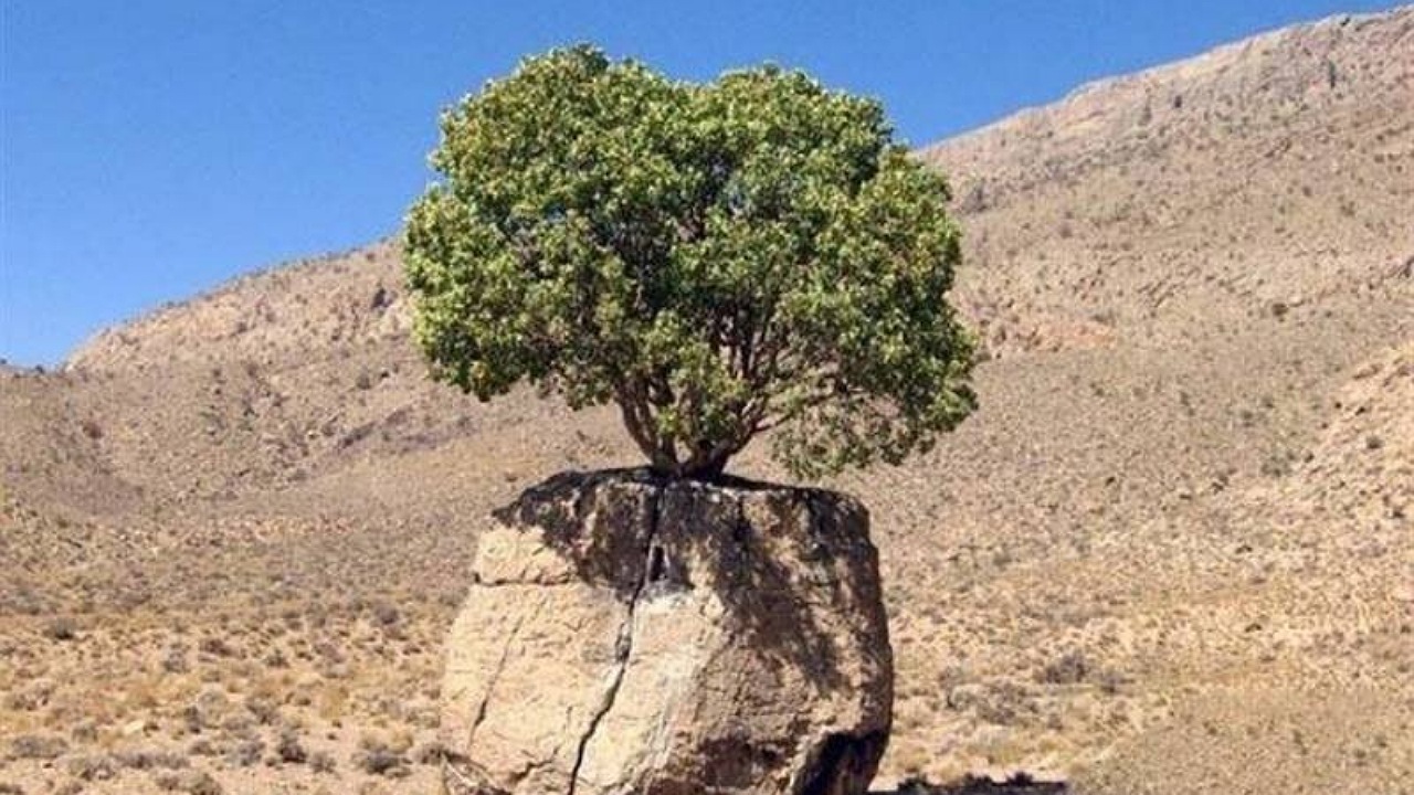 درخت همیشه سبز در دل سنگ + فیلم