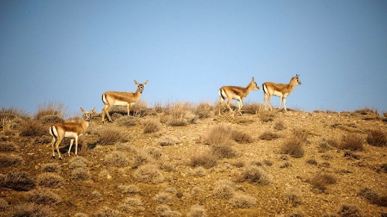 آغاز سرشماری سم داران وحشی شاخص در قزوین
