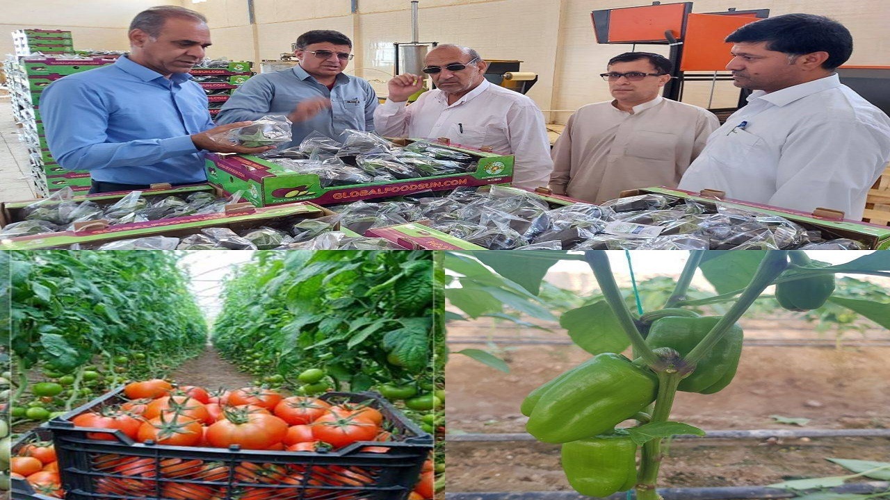 صادرات بیش از ۴۵۰تن محصولات گلخانه‌ای از شهرستان خاش به خارج از کشور