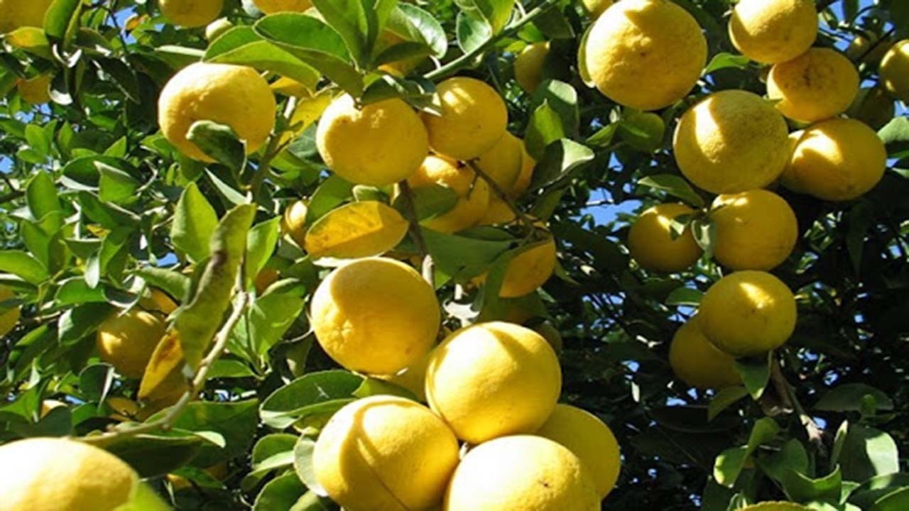 پیش بینی برداشت بیش از ۷۳ هزار تن مرکبات از باغات دزفول

 